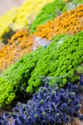 MIN RUNGIS-Fleurs-56